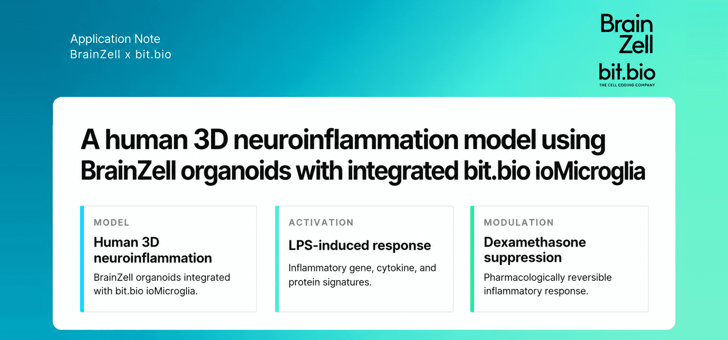 Application Note: A human 3D neuroinflammation model using BrainZell organoids with integrated bit.bio ioMicroglia